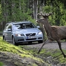 Future Volvos to automatically avoid animal collisions