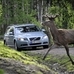 Future Volvos to automatically avoid animal collisions