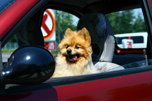 Dogs and Cars