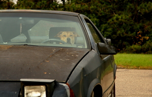 Dogs and Cars