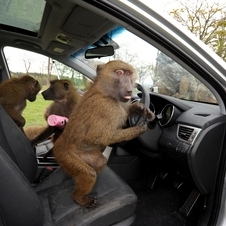 A Hyundai também colocou brinquedos no interior do carro para os macacos