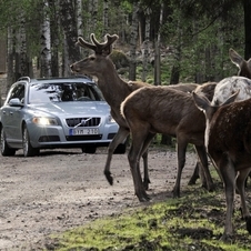 Future Volvos to automatically avoid animal collisions