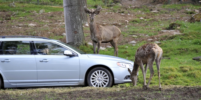 Future Volvos to automatically avoid animal collisions