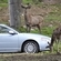 Future Volvos to automatically avoid animal collisions