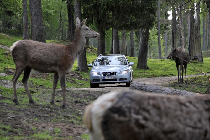 Future Volvos to automatically avoid animal collisions