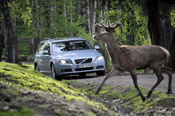 Future Volvos to automatically avoid animal collisions