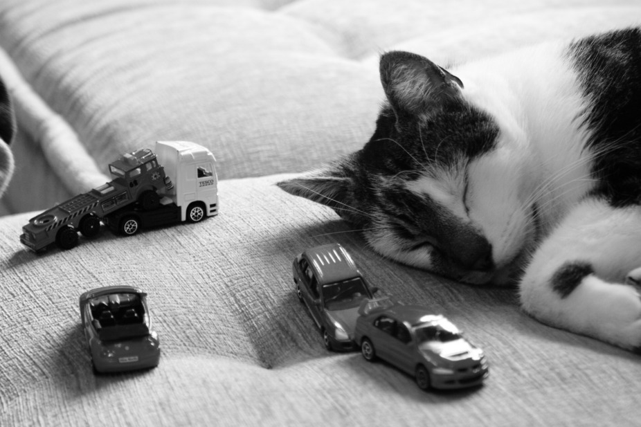 Tired cat pilot rests after violent car chase