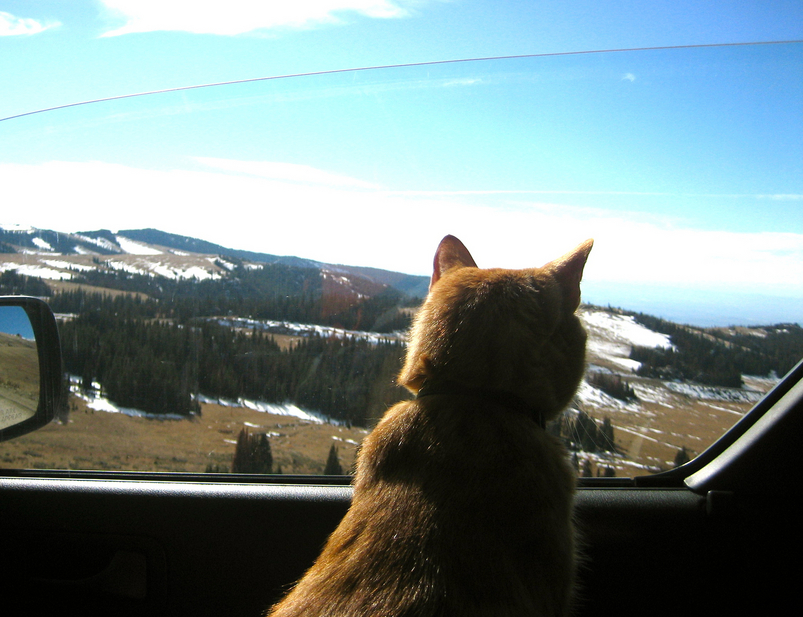 The travelling cat