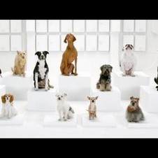 The Bark Side: 2012 Volkswagen Game Day Commercial Teaser